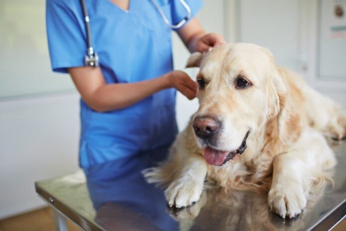 designing an advanced veterinary clinic for long term success