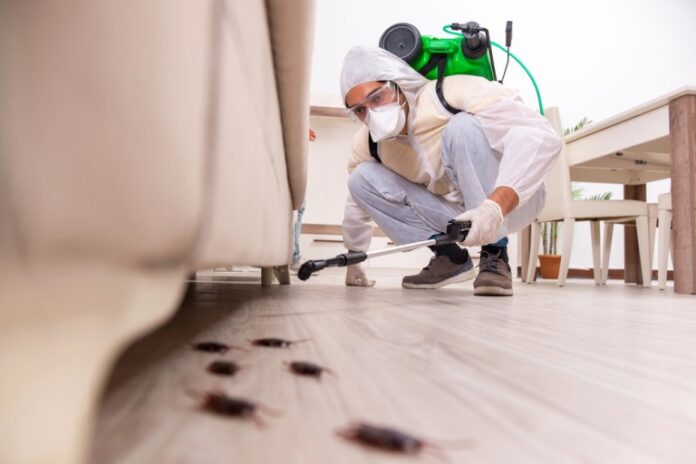 the dangers of ignoring pest infestations and the importance of emergency pest control