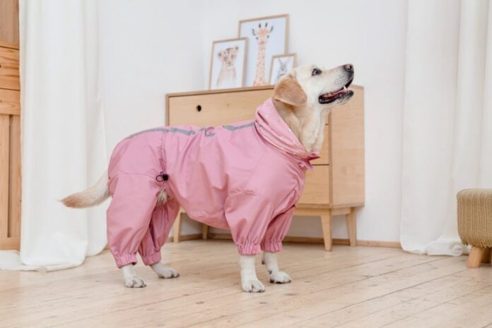 understanding the different types of fabric textures for comfortable dogs wardrobe