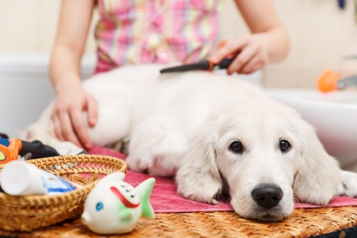 exploring educational content resources for comprehensive dog care