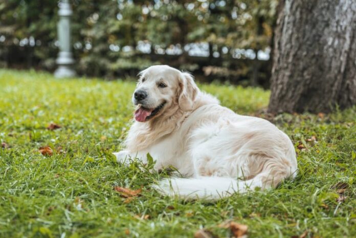 the etiquette of pet waste disposal