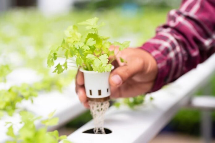 5 best hydroponic planters for indoor gardening enthusiasts