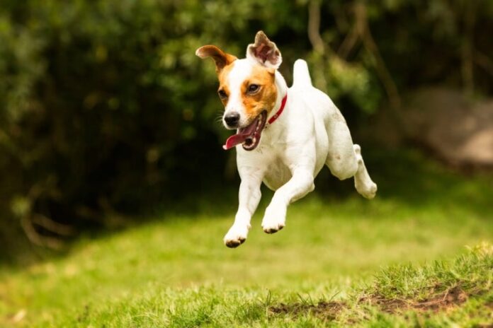 why is collagen the best joint supplement for dogs