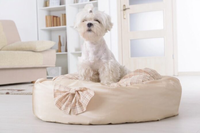 5 best tips for finding the right pet bed