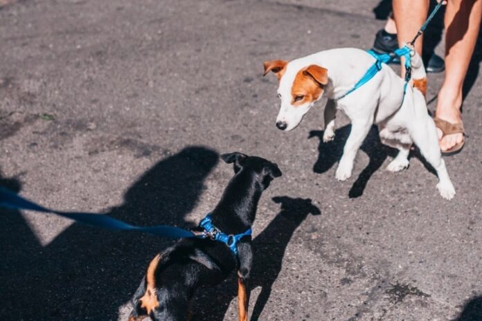 the complete guide to dog barking collars