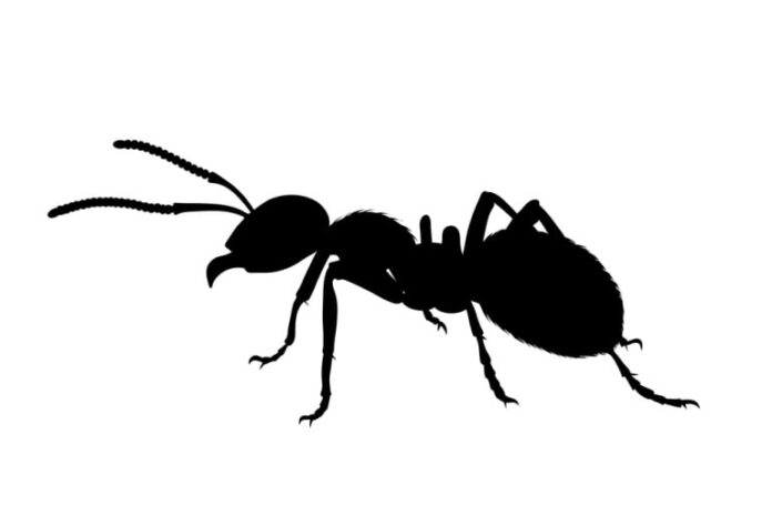 ant free living