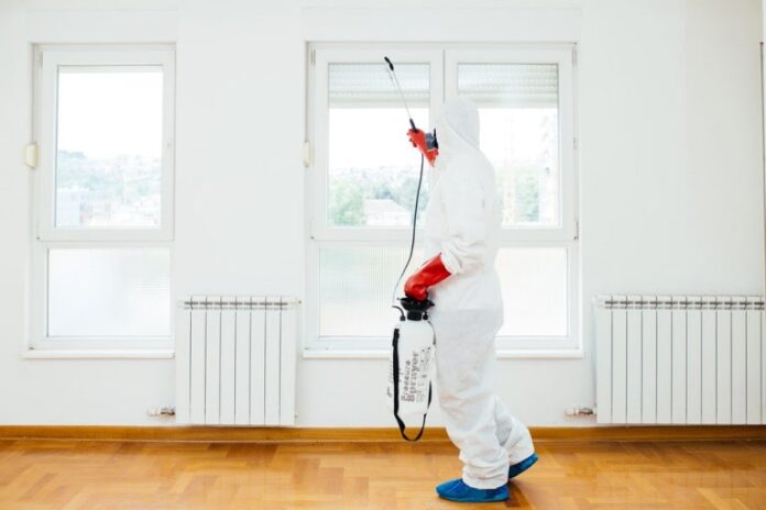 the hidden dangers of pest infestation and why immediate action is essential